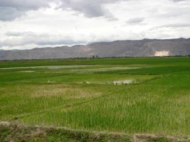 Haiti - Agriculture : $25M to improve agricultural productivity