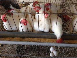 Haiti - Agriculture : The recovery of the market for poultry products on the right track