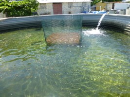 Haiti - Agriculture : The Caribbean Harvest will double its production of tilapia
