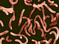 Haïti - Épidémie : Premier cas de choléra à Cité Soleil ?