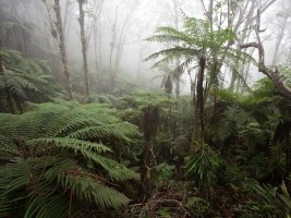 Haiti - Environment : The natural reserve of La Hotte selected by UNESCO