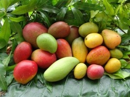 Haiti - Agriculture : Mangoes post-harvest support of the USAID
