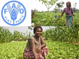 Haiti - Agriculture : FAO supports Haitian women in the agricultural sector