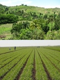 Haiti - Environment : UN urges Haiti to good environmental and agricultural practices
