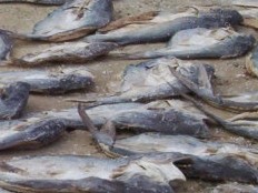 Haiti - Environment : Dozens of fish died mysteriously in the Lake Azuei