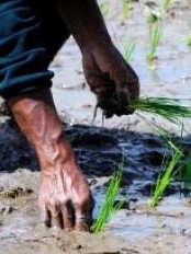 Haïti - Agriculture : Le choléra menace la sécurité alimentaire en Haïti