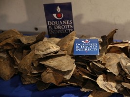 Haïti - France : Saisie record d’écailles de tortues en provenance d’Haïti 
