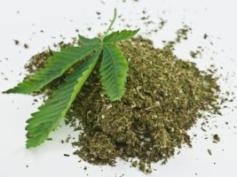 Haïti - Jamaïque : Un haïtien arrêté avec près de 800 Kg de Ganja