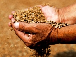 Haïti - Humanitaire : Plus de 8.000 ménages agricoles ont bénéficié d'une assistance semencière