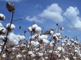 Haiti - Agriculture : Towards the return of white gold in Haiti