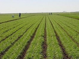 Haïti - Politique : Lancement d’une enquête nationale de la production agricole