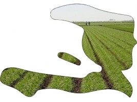 Haïti - FAO : Relancer la production agricole