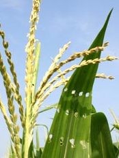 Haïti - Agriculture : Ambitieux projet de structuration du secteur agricole