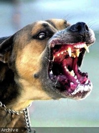 Haïti - FLASH Avis voyageurs : Augmentation de la rage en Haïti