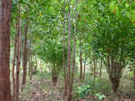 Haiti - Environment : Already 2 million trees planted in the North