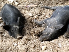 Haiti - Peste Porcine : A Dominican agronomist convinced that the disease entered by the border in Dajabón