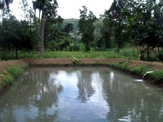 Haïti - Agriculture : Renforcement de la production agricole à Gascogne