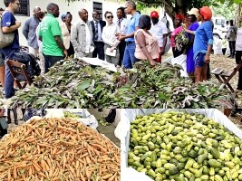 Haïti - Éducation : Distribution de produits locaux dans les cantines scolaires