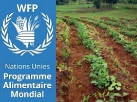 Haïti - Assurance agricole : Première historique, des petits exploitants agricoles indemnisés
