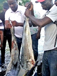 Haïti - Grand-Sud : Renforcement de la filière pêche