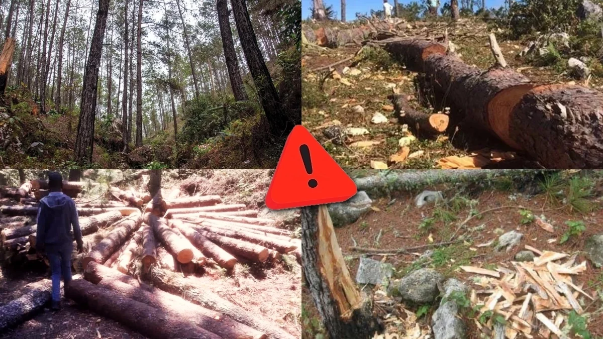 Nearly 90% of the Pine Forest destroyed by Haitians