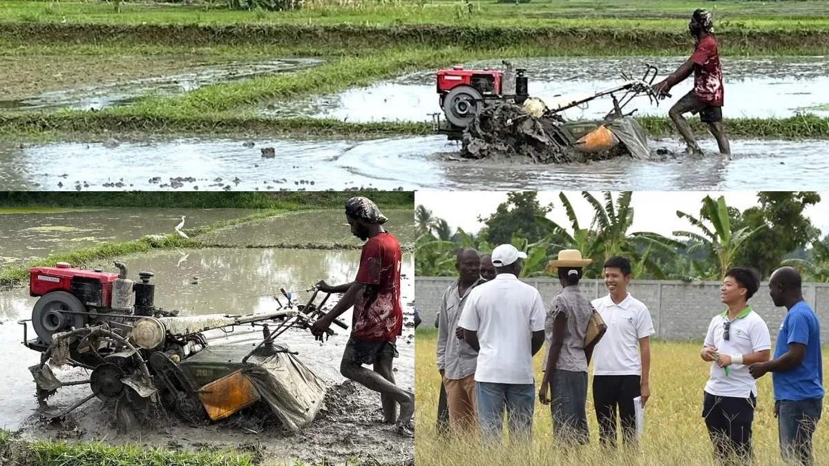 Haiti - Taiwan : Official start of the 2nd rice-growing season in Artibonite