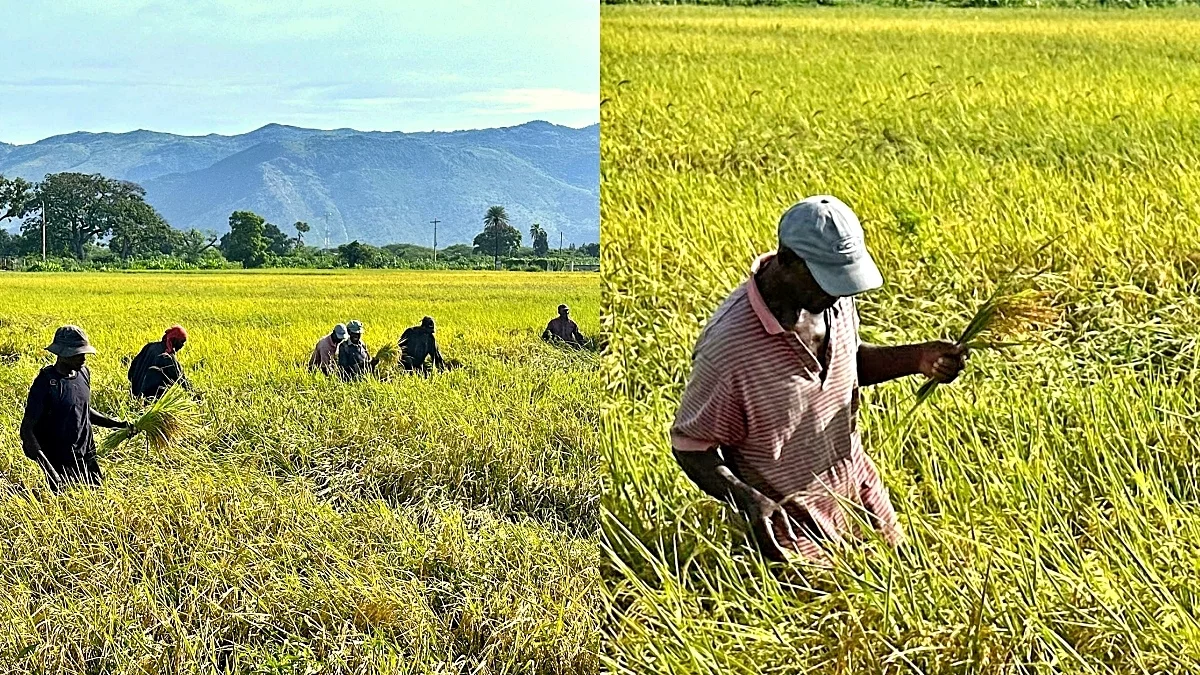 Artibonite : Rice production improvement project