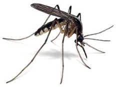 Haiti - Health : Sophia Martelly engages in the fight against malaria