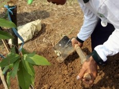 Haïti - Environnement : Le projet Frontière verte un an après...