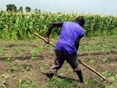 Haïti - Agriculture : Perspectives alimentaire mars 2013