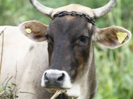 Haiti - Agriculture : Livestock identification operation in the North