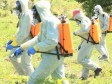 Haïti - Agriculture : Campagne de lutte contre la Cochenille Blanche