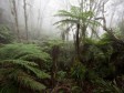Haiti - Environment : Survival of the Macaya Park is both political and civic