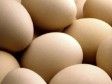 Haïti - Agriculture : Oeufs, volailles, cheptels, production déficitaire
