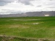Haïti - Agriculture : Vers une meilleure gestion de l’eau dans le bassin de l’Artibonite