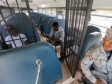 Haïti - RD : Plus de 7,000 haïtiens de retour en Haïti (Janvier 2016)