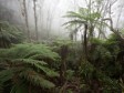 Haiti - Environment : The natural reserve of La Hotte selected by UNESCO