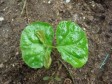 Haiti - Agriculture : The Louis G. Lamothe Foundation give high priority to Haitian coffee