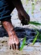 Haïti - Agriculture : Le choléra menace la sécurité alimentaire en Haïti