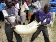 Haïti - Agriculture : La FAO au secours des populations rurales