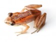 Haïti - Écologie : Redécouverte d’amphibiens disparus depuis 1991