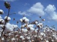 Haiti - Agriculture : Towards the return of white gold in Haiti