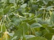 Haïti - Agriculture : Des «Barrières vivantes» face aux ouragans