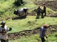 Haïti - Agriculture : Prévisions très pessimistes pour les récoltes de printemps