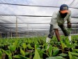 Haïti - Agriculture : APPEL à PROJETS, Programme d’aide alimentaire de l’Ambassade de France