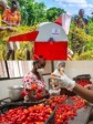 Haïti - Agriculture : Lancement du projet pour la Résilience et l’Avancement du Secteur Agricole d’Haïti