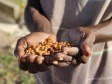 Haïti - Banque Mondiale : Don de 132 millions US pour l’agriculture haïtienne