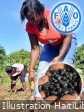 Haïti - Agriculture : Comment les agriculteurs haïtiens renforcent leur résilience