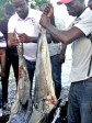Haïti - Grand-Sud : Renforcement de la filière pêche