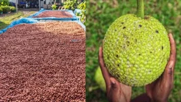Haïti - Agriculture : Cacao et le fruit à pain, deux filières porteuses